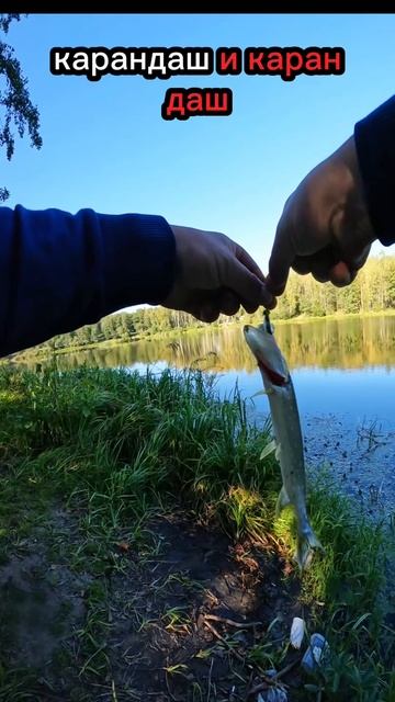 Карандашелло #спиннингщука