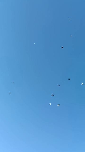 Оренбуруг Татарский Каргала голуби дядя Рашита