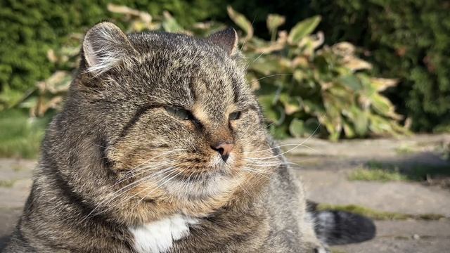 Медитация с лесным котом Барсиком