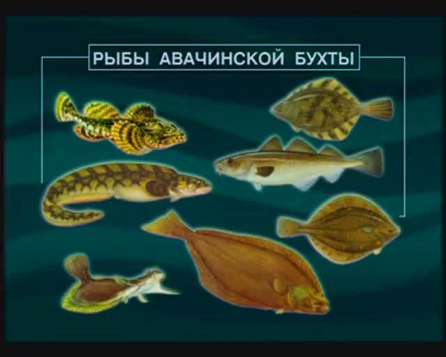 Каких Лучепёрых рыб из класса Actinopterygii можно встретить в Авачинской бухте (Камчатка) ?