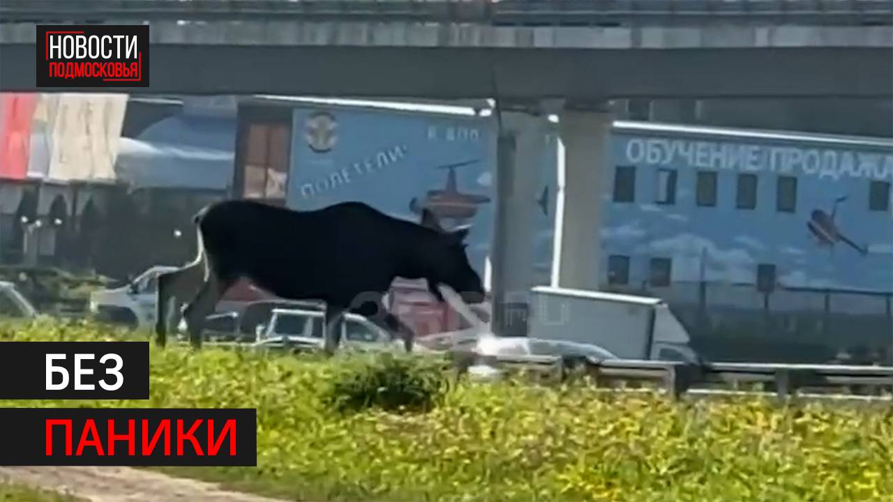 В Подмосковье участились случаи выхода лосей к людям