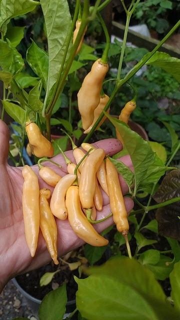 Mako Kokoo Peach хиненс для цельноплодного маринования