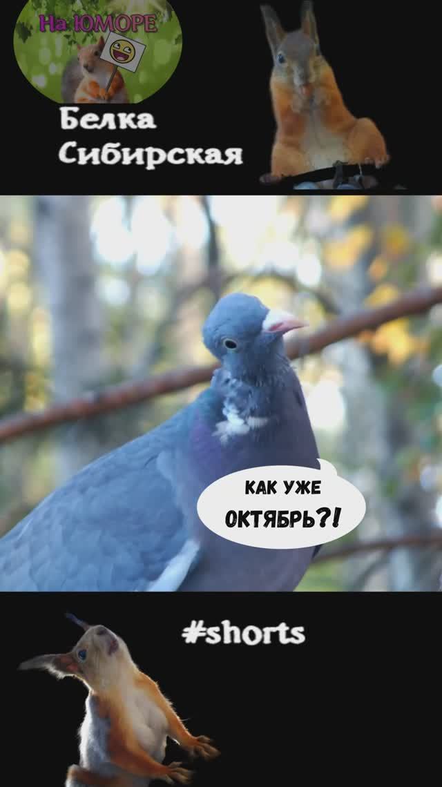 Вяхирь в октябре