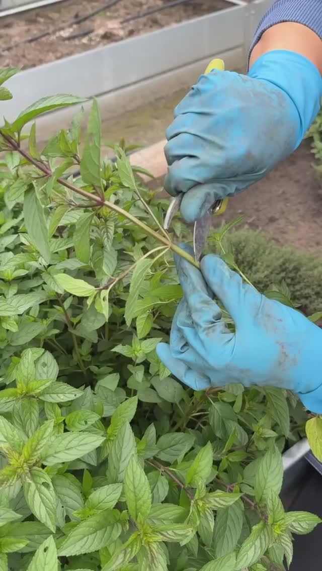 ОБЩАЯ СХЕМА ЧЕРЕНКОВАНИЯ ДЛЯ ВСЕХ РАСТЕНИЙ