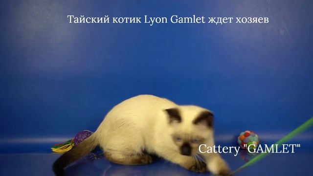 Тайские котята мальчик Lyon Gamlet, 3 месяца 10 дней, сил-пойнт.
