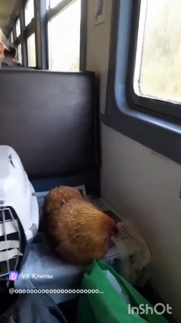 Цыпа  едет в электричке