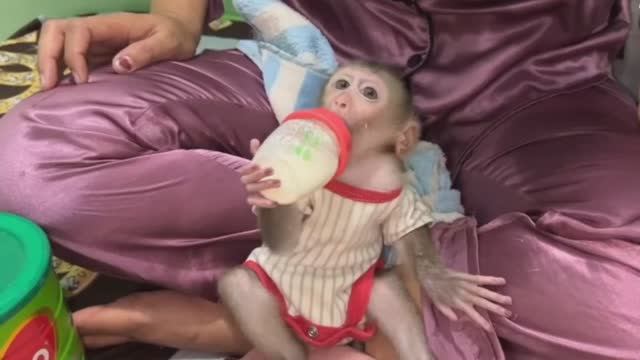 Обезьянка МАЛЕХА целует маму Шустрая игривая НЕ легко одевать и напоить молоком из соски Прыгает ска