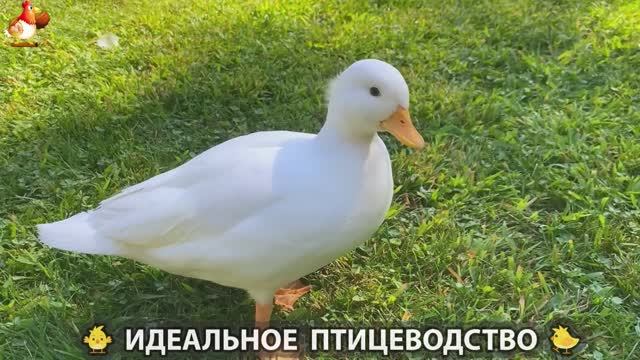 Идеальное птицеводство достойно восхищения  эпизод 352
