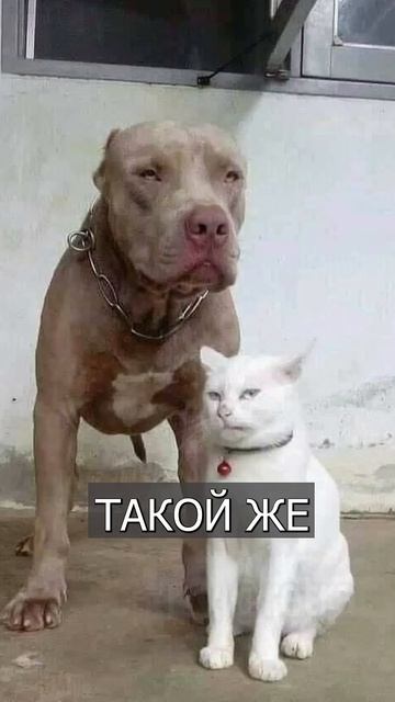 смешные питомцы