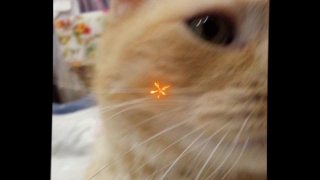 Мои животинки:)