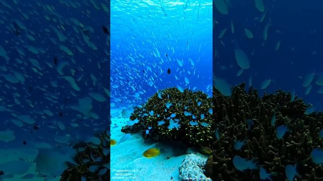 "Поднимаясь из своих глубин,вспомни-кто ты"-
Гармонизирующая,Наполняющая,Потоковая,автор. композиция