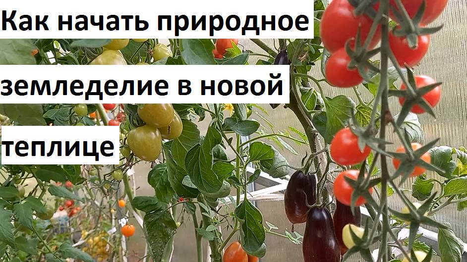 Как начать природное земледелие в новой теплице.