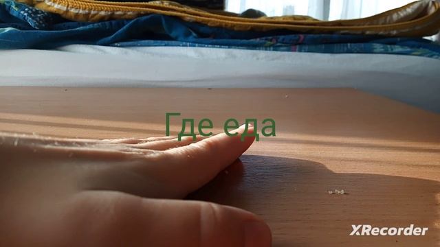 Глупые котята #3