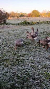 Доброе утро из деревни 🏡 Гуси 🪿 на прогулке