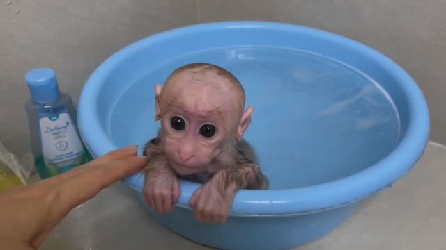 Обезьянка малюточка сиротка намаялась одна без мамы Пищит кричит кушать Купается Не хочет выходить и