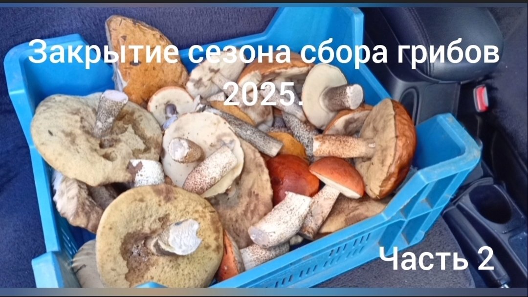Закрытие осеннего сезона сбора грибов 2025.