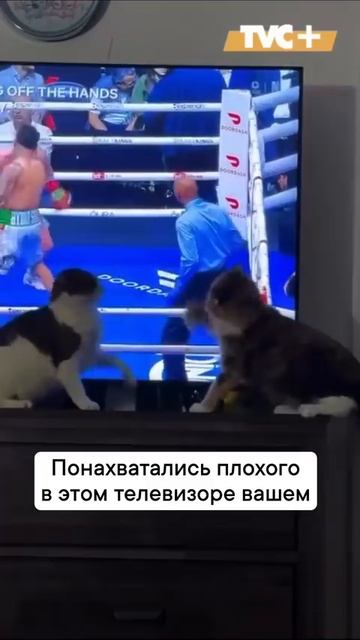 Телевизор хорошему не научит!