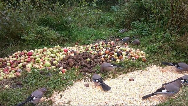 Сойки сороки и енотовидные собаки на кормушке. Ленинградская область. Осень.