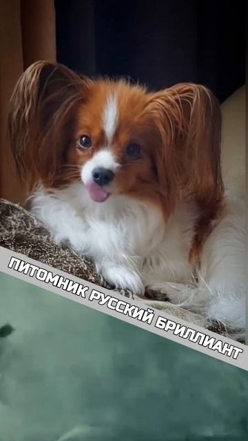 РусскийБриллиант.mp4