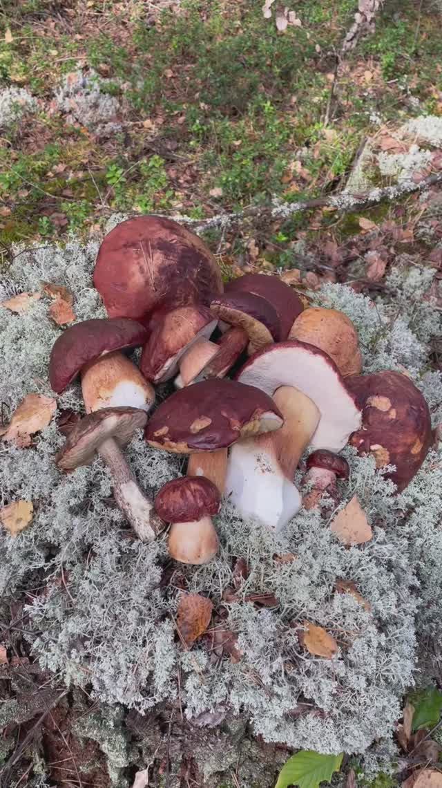Грибное счастье