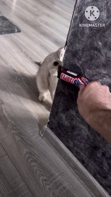 Приходите на чай Сникер 😸👍🍫🍫🍫