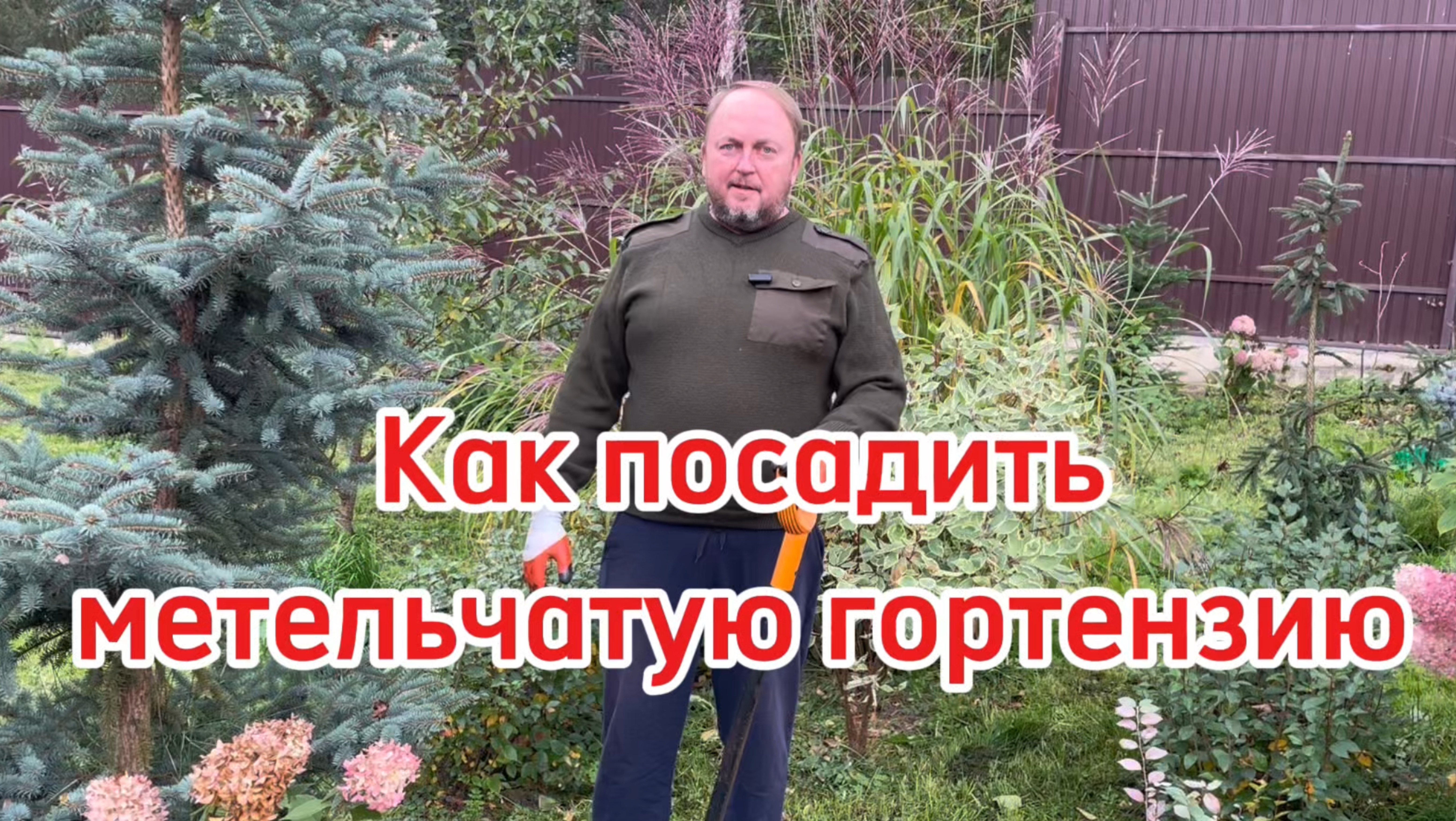 Посадка метельчатой гортензии.