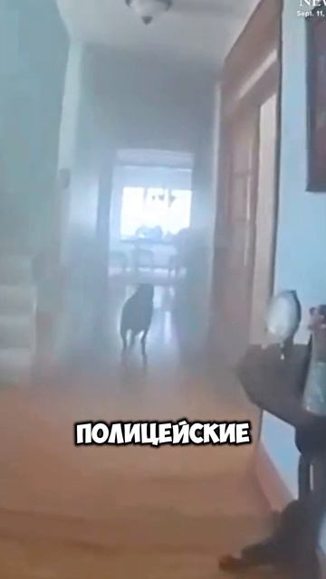 Собака не уходила из дома без поводка [OGN]