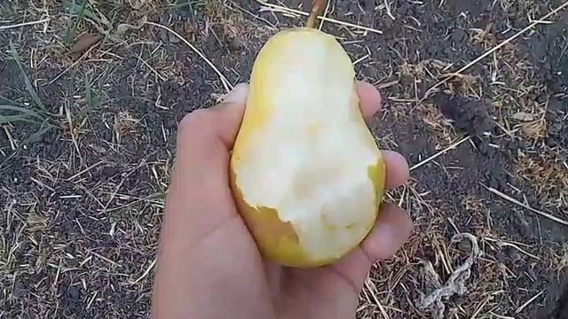 груша исщезает!