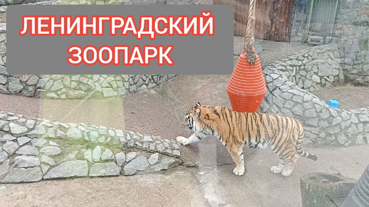 Ленинградский зоопарк. Красавец  тигр.