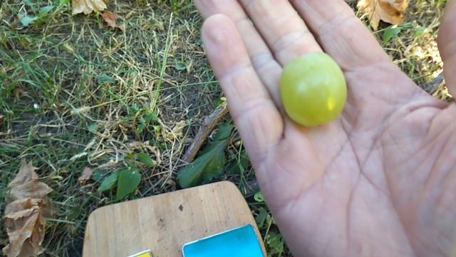 Гф Боцман селекции Калугина В. М с крупной гроздью и хрустящей ягодой.