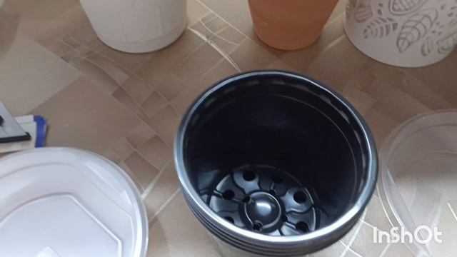 Ну вот клубни глоксиний пошли на покой! Ну есть много сеянцев 🌱
Так что ждем цветения на новый год