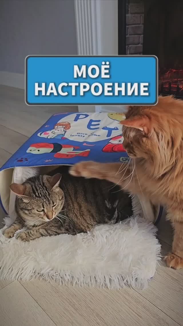 Кошачьи дебаты о настроении