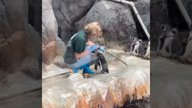 VID_20251001_081500_595.mp4