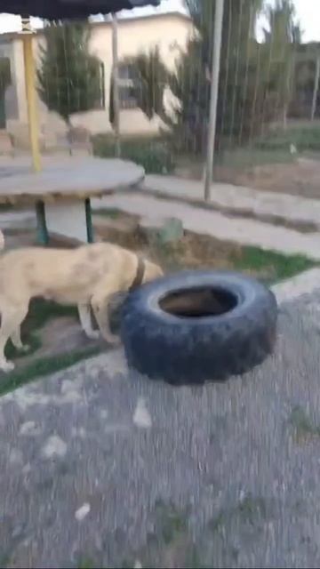 Привет от Маши с передержки