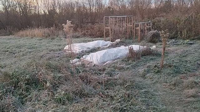 Собрал вчера огурцы а сегодня заморозок -10. Пойду за перфоратором - морковку выкапывать 01.09.25