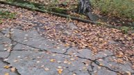 ЗОЛОТАЯ ОСЕНЬ,БАБЬЕ ЛЕТО,РАСПАКОВКА