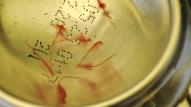 Артемия Салина