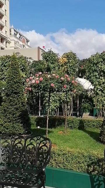 09.09.2025.В центре Москвы среди розовых кустов.