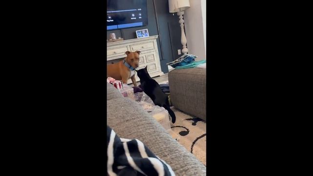 Сборник смешных видео 1