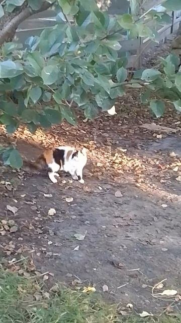 VID_20250930_162758.mp4