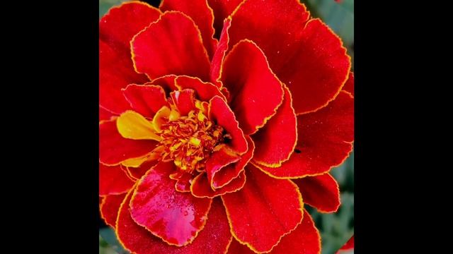 самое красивое осеннее 🍂утро 1 октября