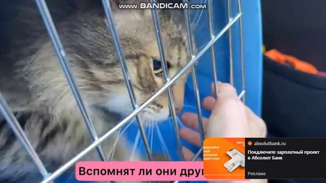 кошка встретились