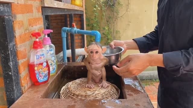 Обезьянка МАЛЫШЕНЬКА купается сразу под краном на корзинке Те ещё не мыли Веселая ситуация