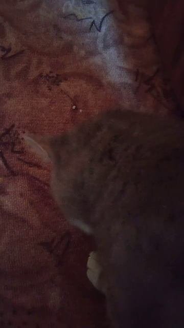 #Поохотился #Котбарси #котики #питомцы