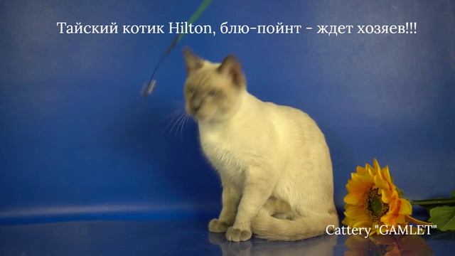 Тайские котята мальчик Hilton Gamlet, 6 месяцев, блю-пойнт ищет хозяев_