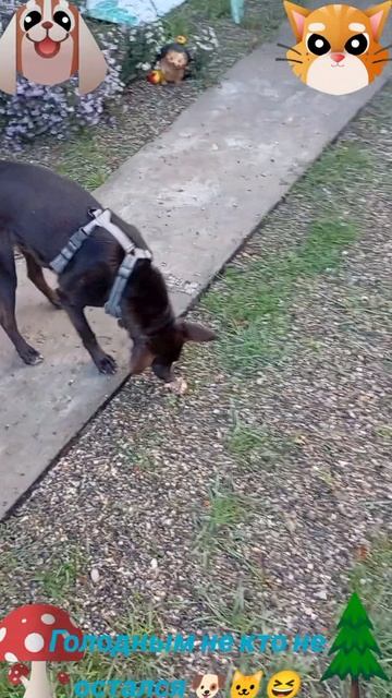 Голодным не остался не 🐶🤓🐱😆