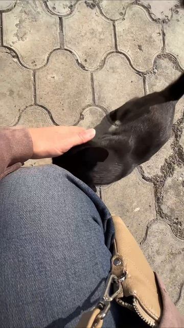 Цхинвальская киса #кошка #осетия