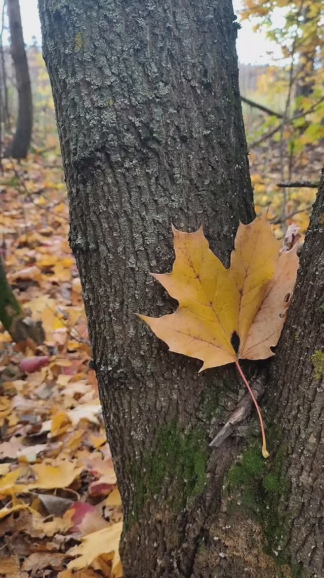Осень🍁Прекрасная пора🍁 Очей очарованье🍁🍂🍁