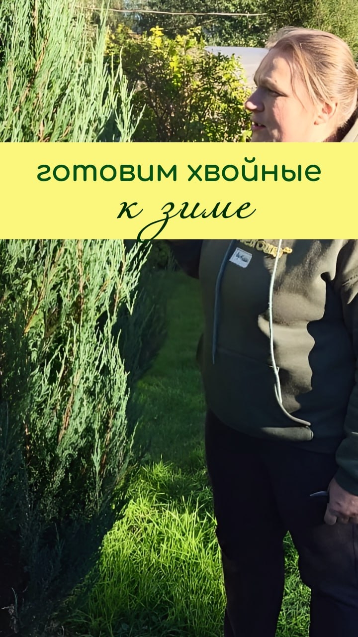Готовим ХВОЙНЫЕ к зиме