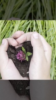 Волшебный цветок